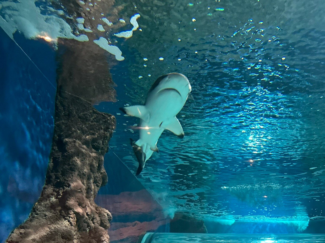 Lanzarote Aquarium-科斯塔特吉塞必去景点