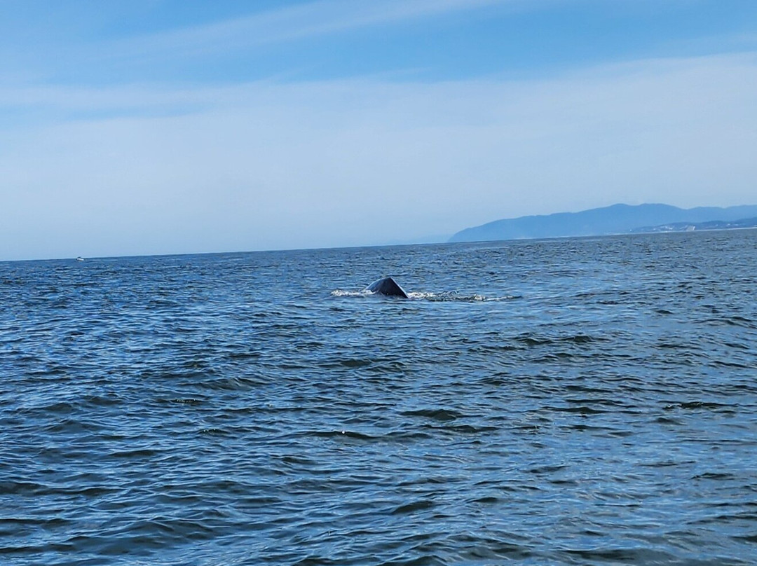 Whale Research EcoExcursions-Depoe Bay必去景点