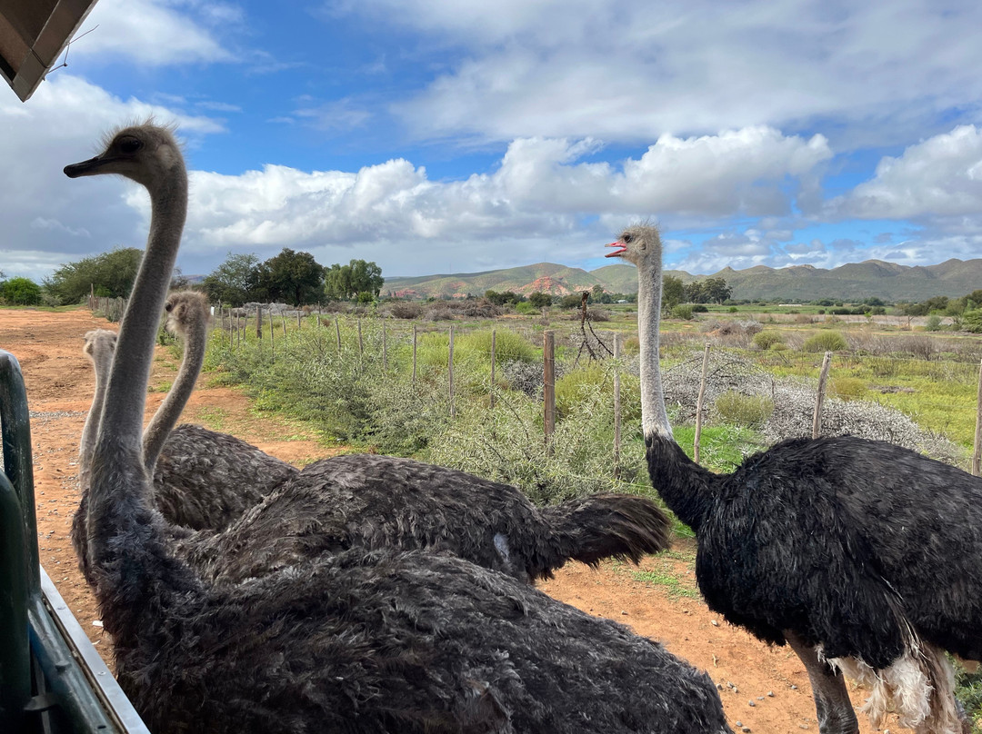 Safari Ostrich Farm-奥兹洪必去景点