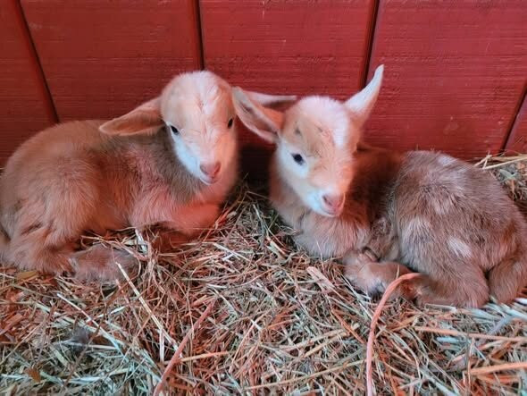 Candy Mountain Goat Farm-Murphy必去景点