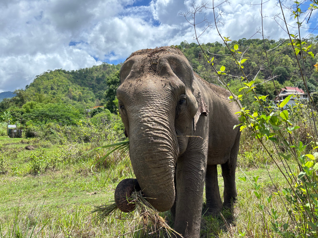 Doi Lom Elephant Rescue Sanctuary-夜登必去景点