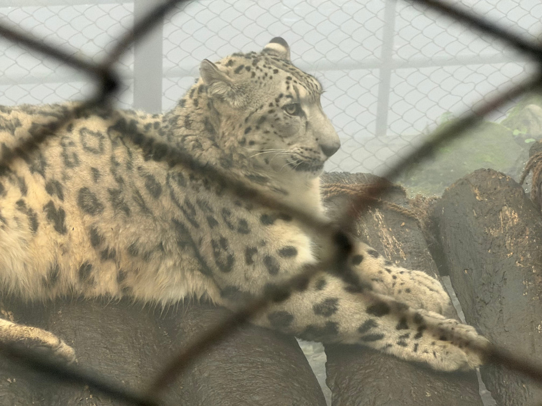 Padmaja Naidu Himalayan Zoological Park-大吉岭必去景点