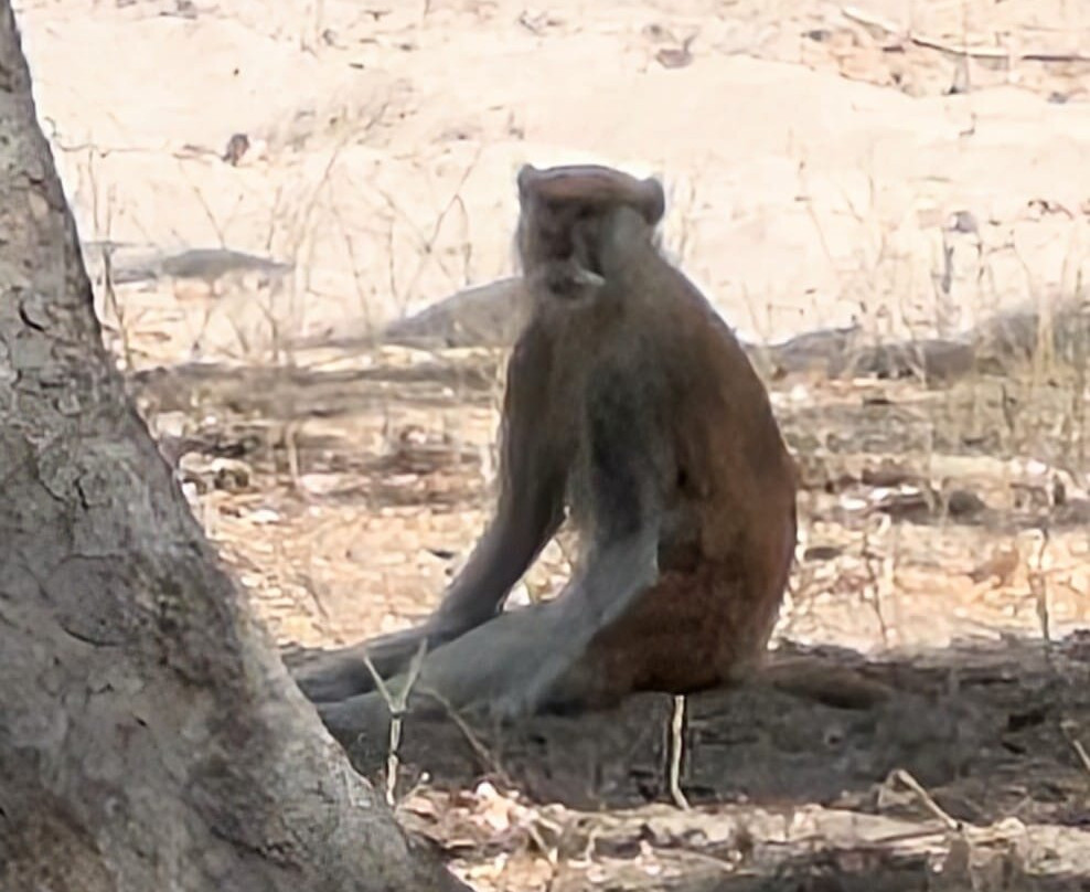 Fathala Wildlife Reserve-Dassilame Ba必去景点
