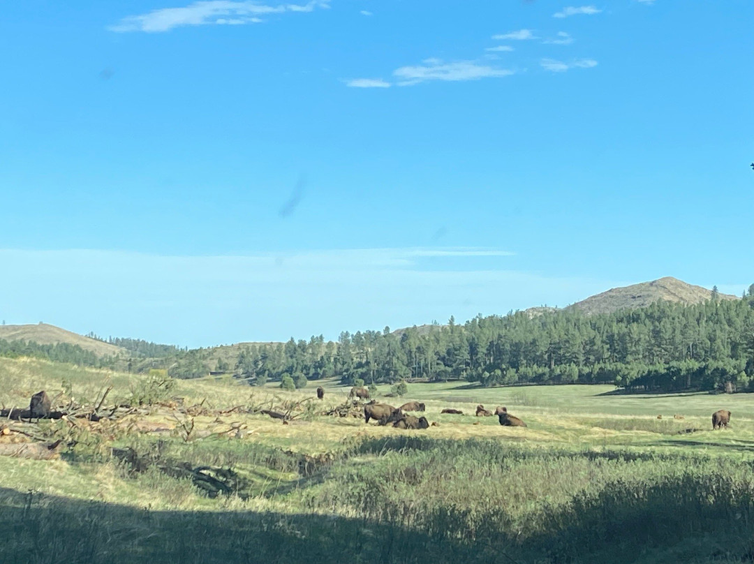 Black Hills National Forest-卡斯特必去景点