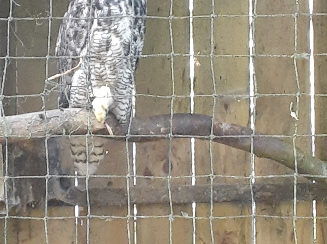 World of Owls-Randalstown必去景点