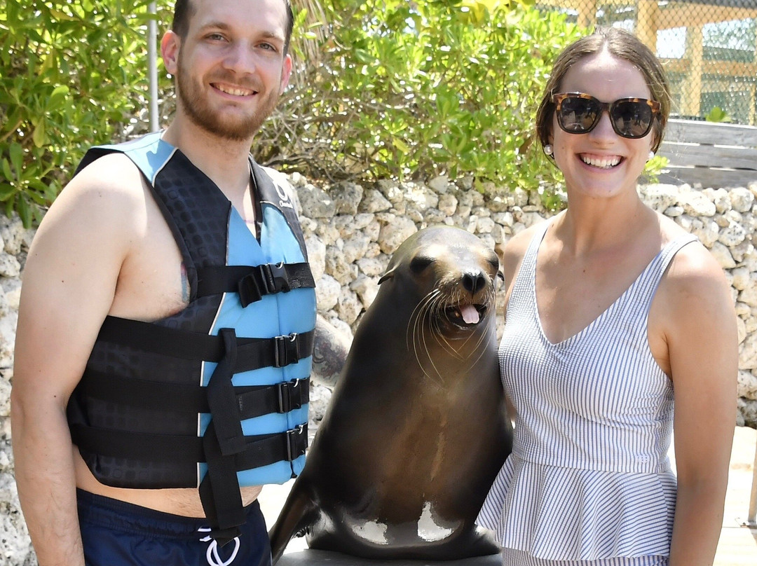 Sea Lion Encounter at Blue Lagoon-拿骚必去景点