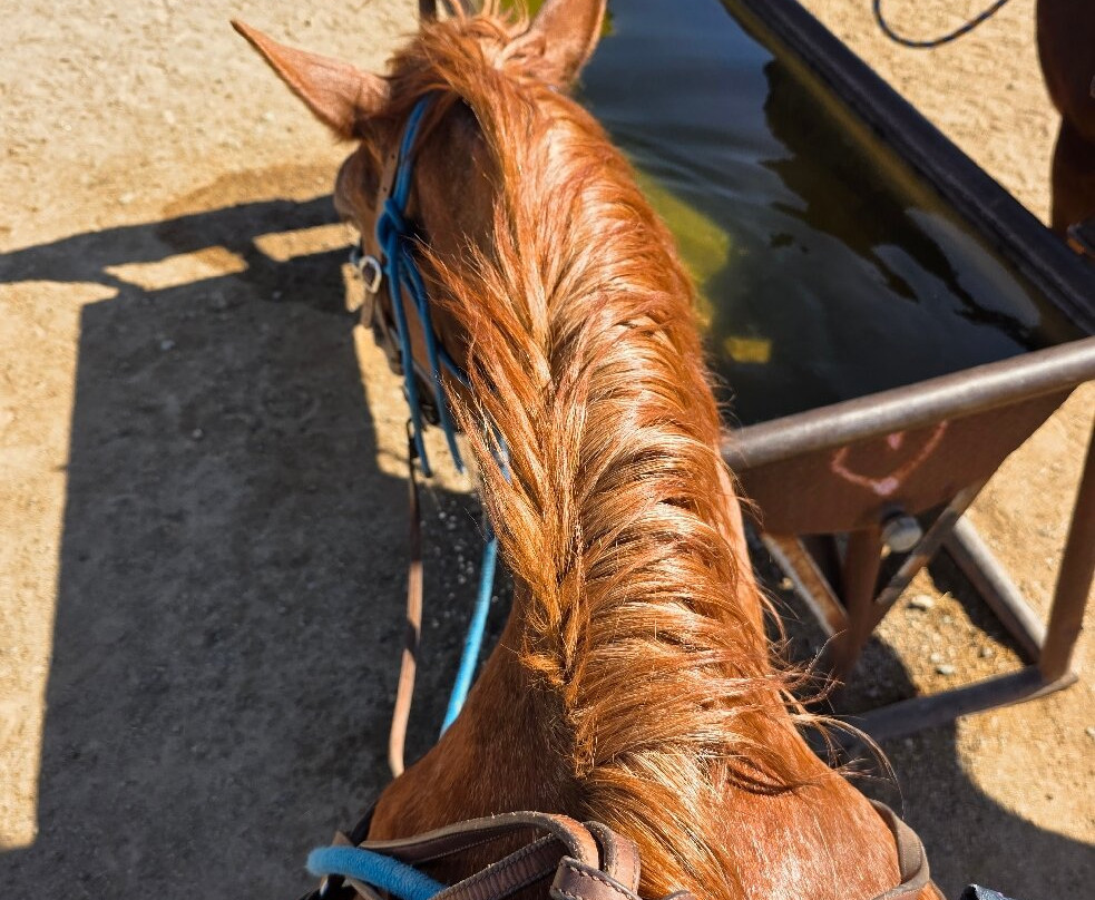 Arizona Horseback Adventures at Spur Cross-洞溪必去景点