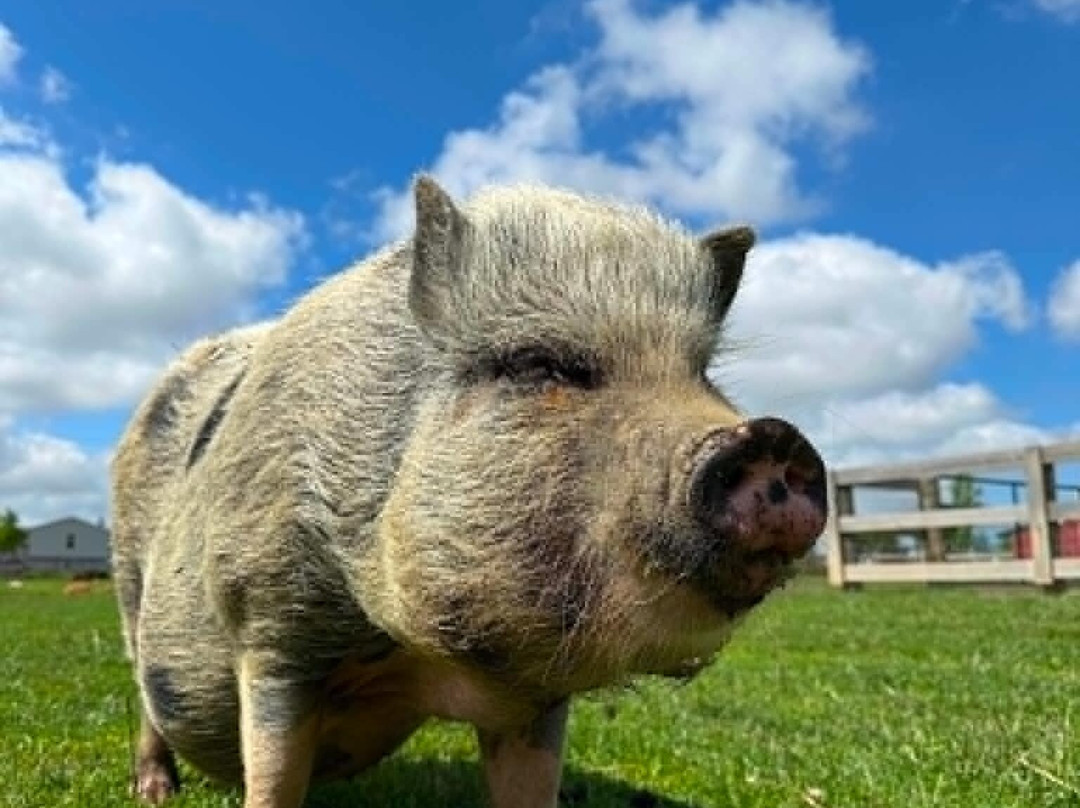 Sunrise Animal Sanctuary-马里斯维尔必去景点