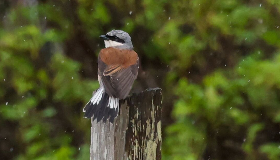 Shetland Wildlife-Sumburgh必去景点