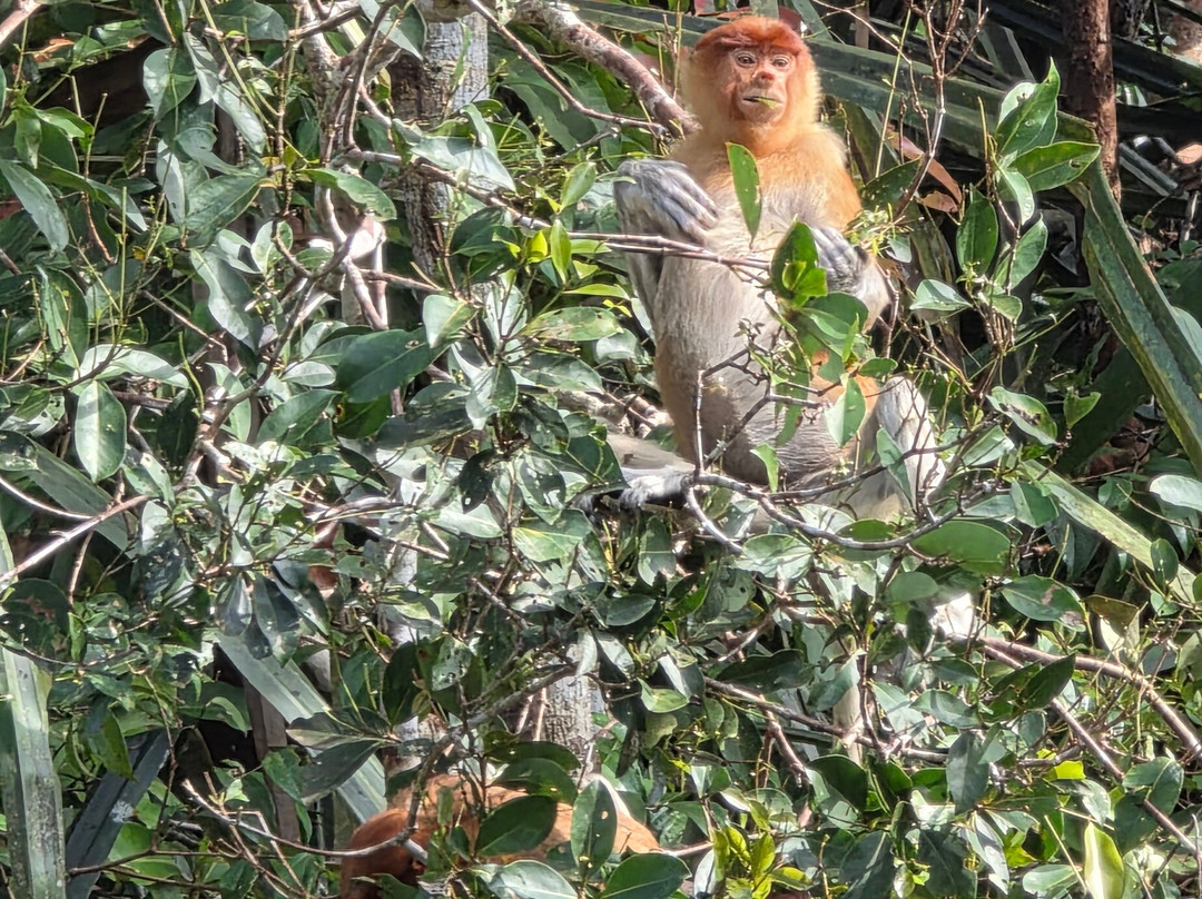 Guia En Borneo-Pangkalan Bun必去景点