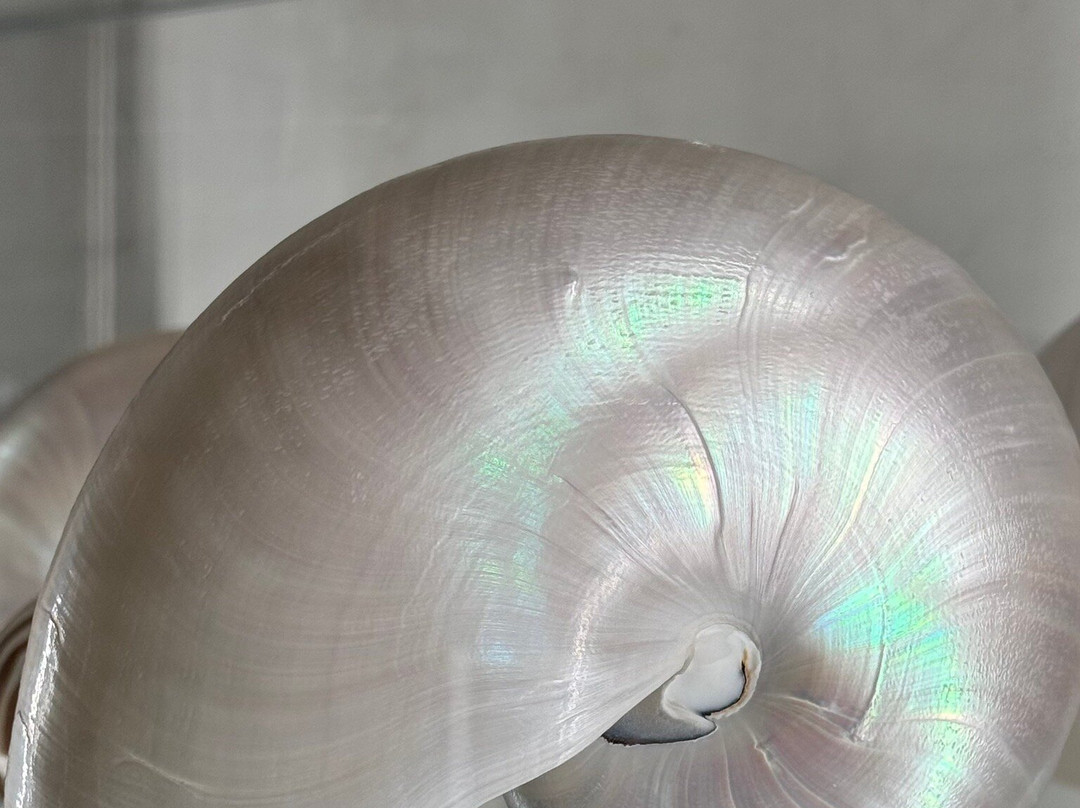 Shells Museum Malakoloski Muzej-玛卡沙必去景点