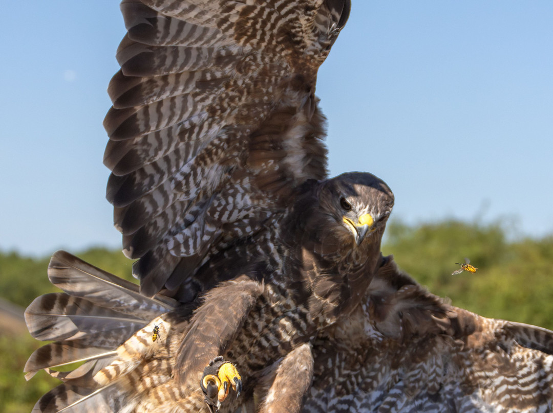 Feathers and Fur Falconry Centre-布拉克内尔必去景点