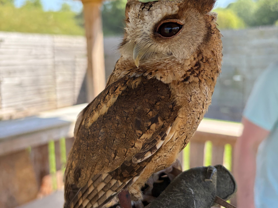 Pitcombe Rock Falconry-Bruton必去景点