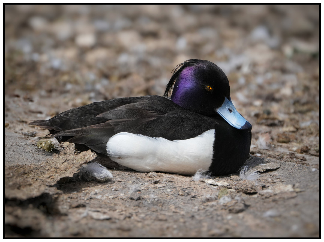 WWT Slimbridge Wetland Centre-Slimbridge必去景点