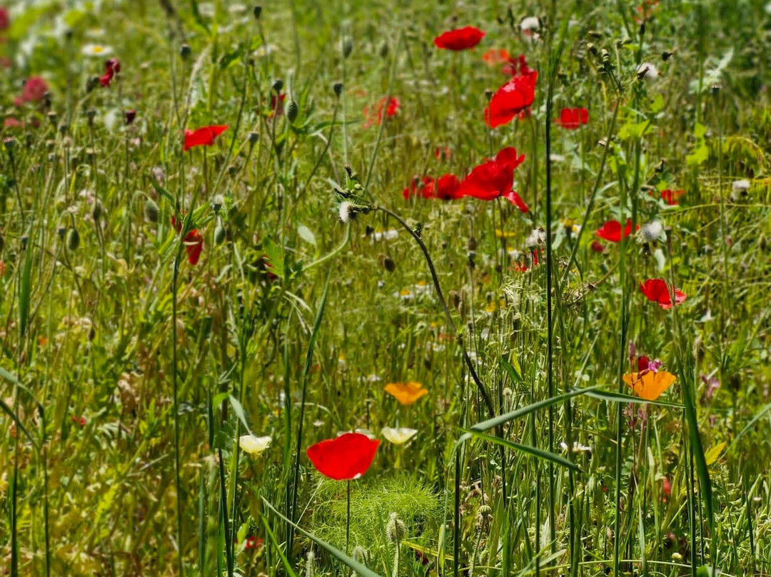L'Herbarium-Saint-Valery-sur-Somme必去景点