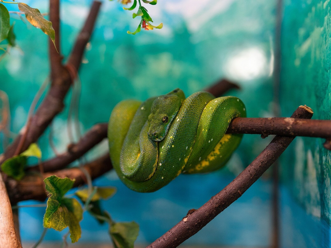 Piton Zoological Centre-Komsomolsk-on-Amur必去景点
