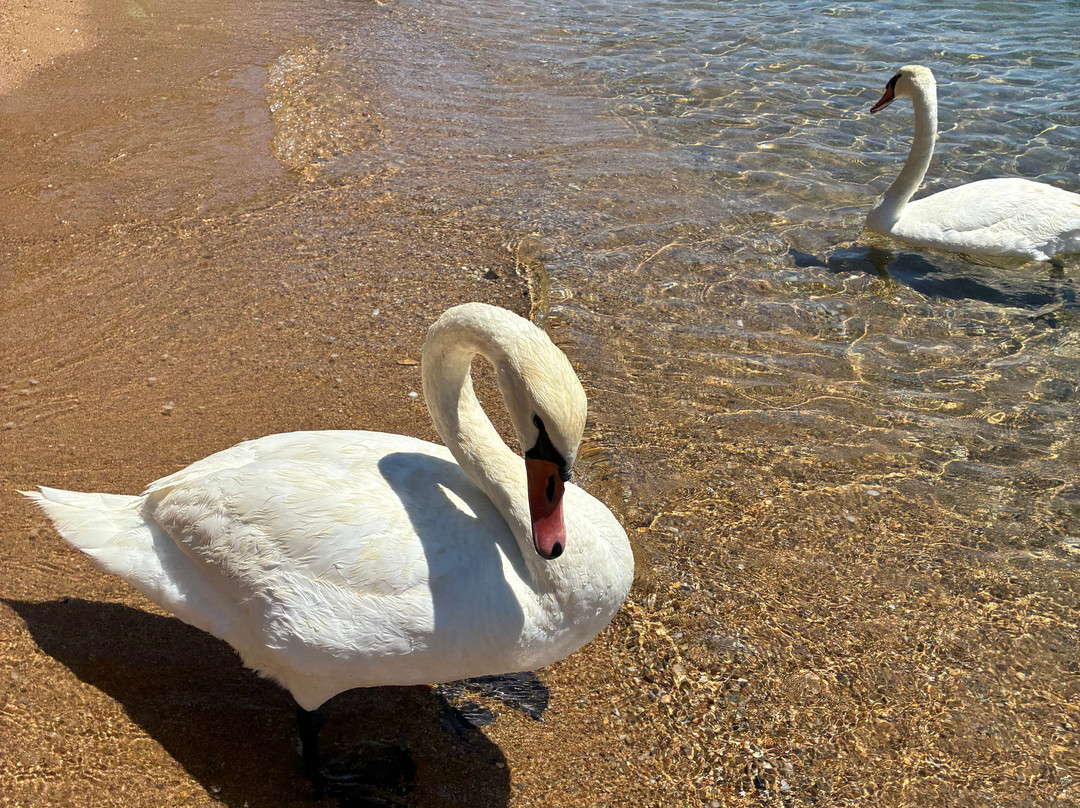 Agia Paraskevi Beach-Platanias必去景点