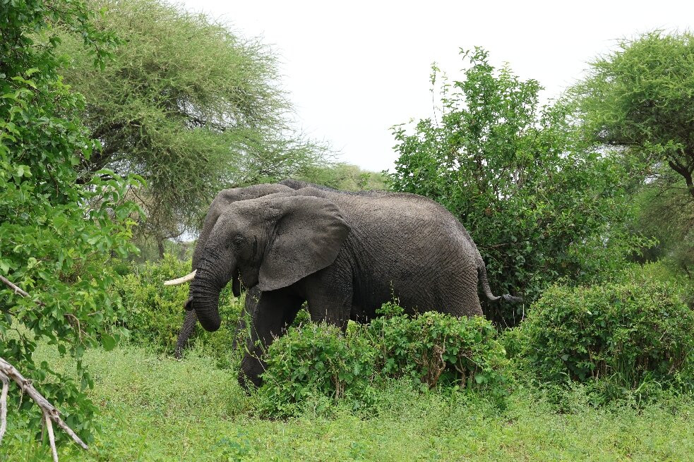 Tarangire National Park-塔兰吉雷国家公园必去景点