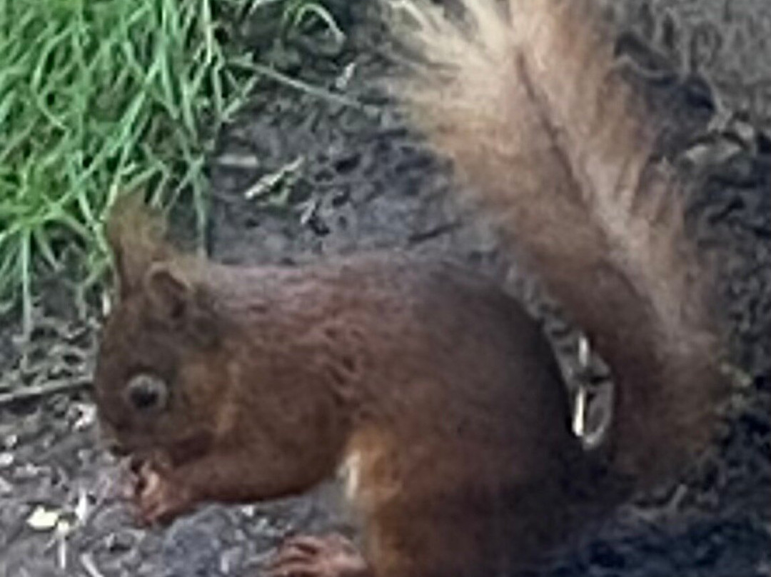 Snaizeholme Red Squirrel Trail-约克郡河谷国家公园必去景点