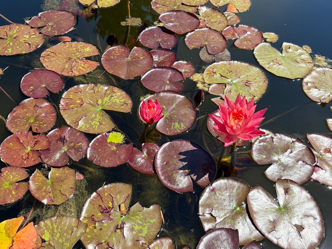 Botanical Garden of the University of Wrocław-弗罗茨瓦夫必去景点