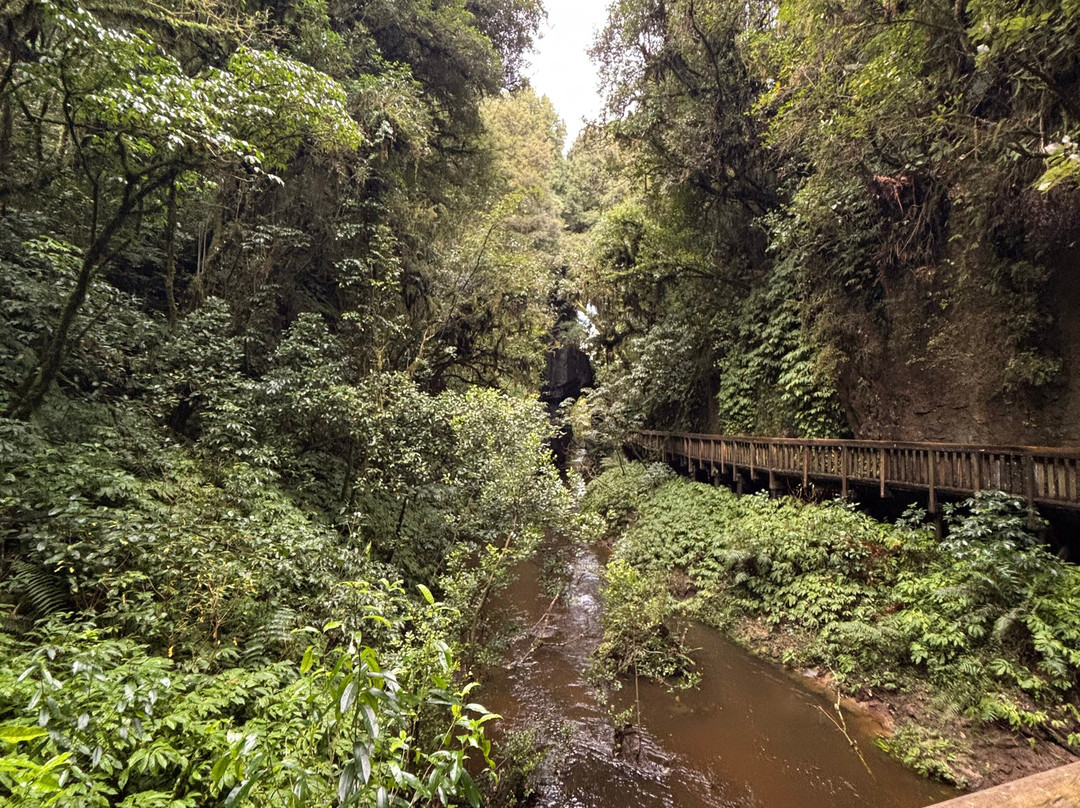 Mangapohue Natural Bridge Walk-怀托摩洞穴必去景点