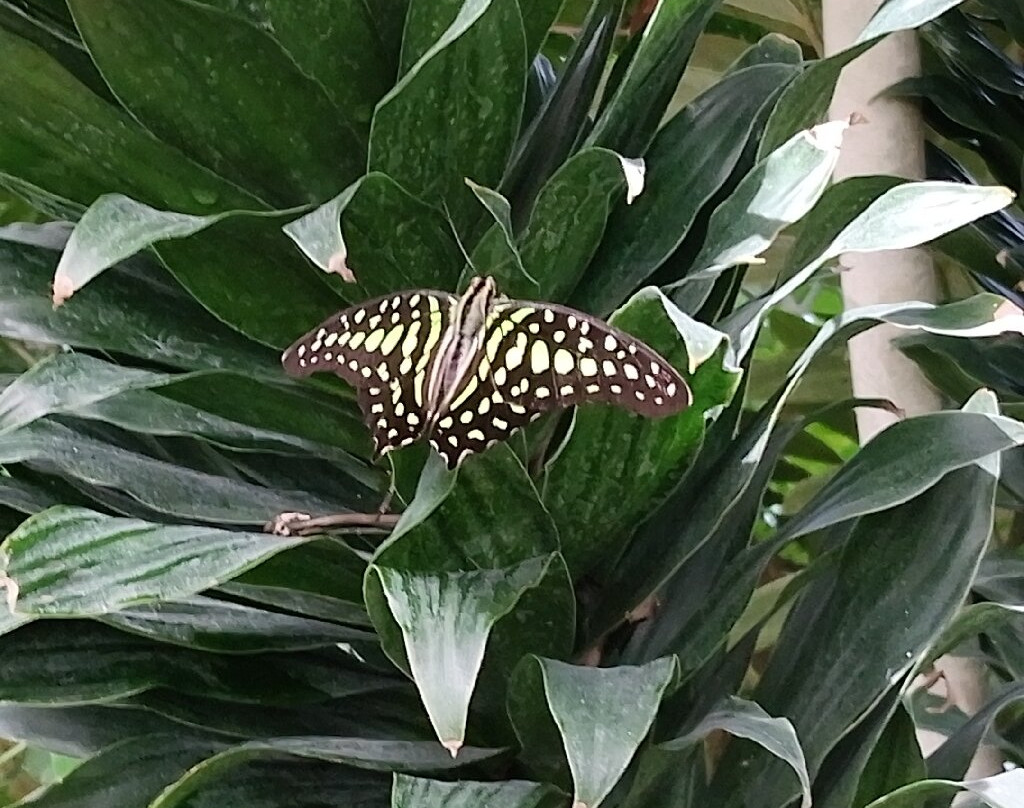 Casa delle Farfalle-Milano Marittima必去景点
