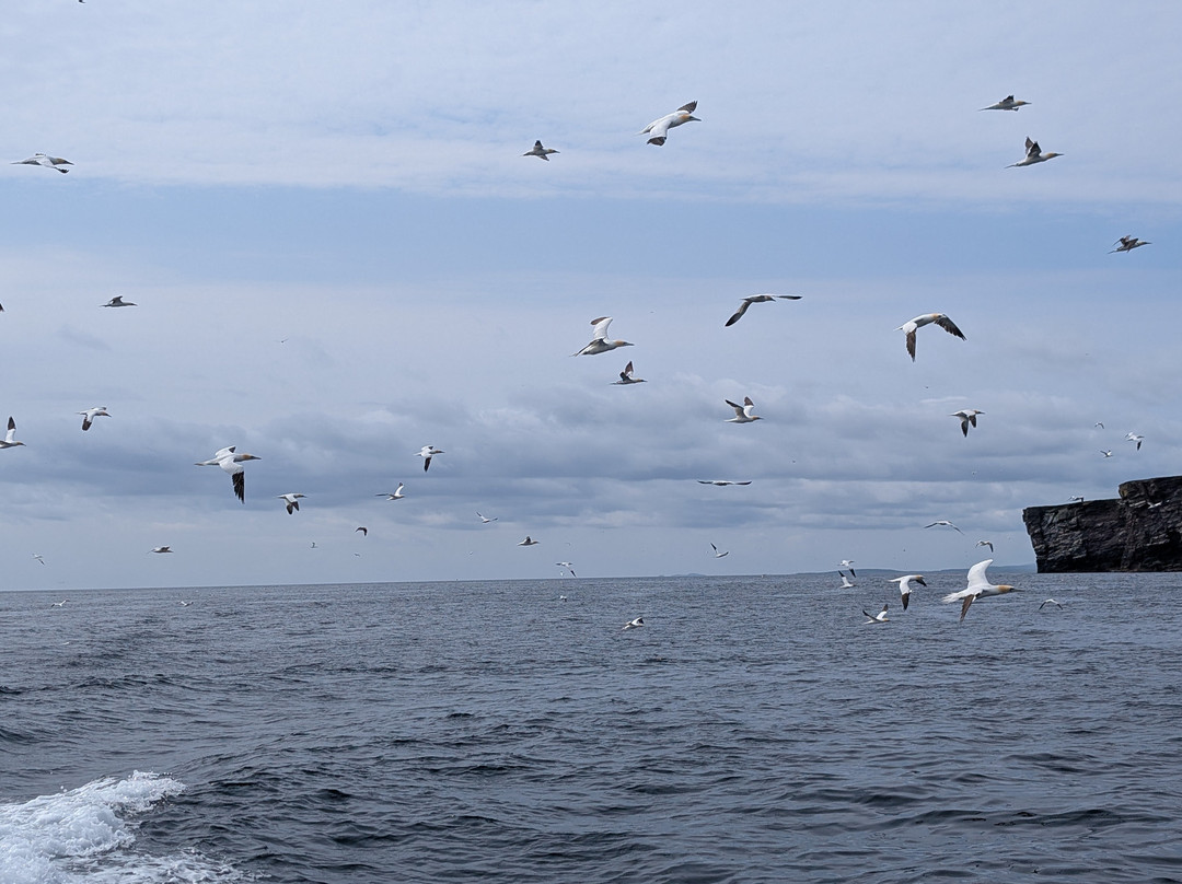 Seabirds and Seals - The Original Noss Boat Tours-Lerwick必去景点