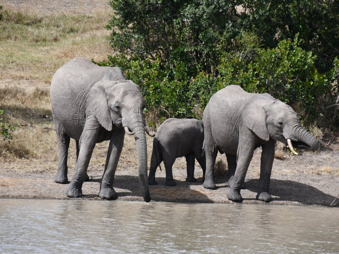 Ol Pejeta Conservancy-Laikipia County必去景点