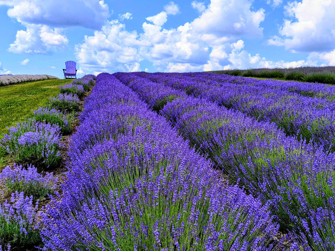 Kelso Lavender Farm-Milton必去景点