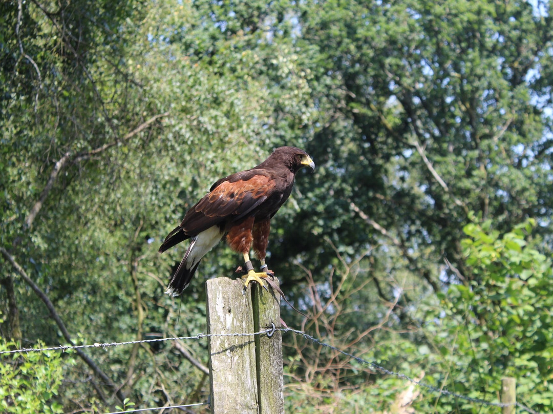 North Devon Hawk Walks-South Molton必去景点