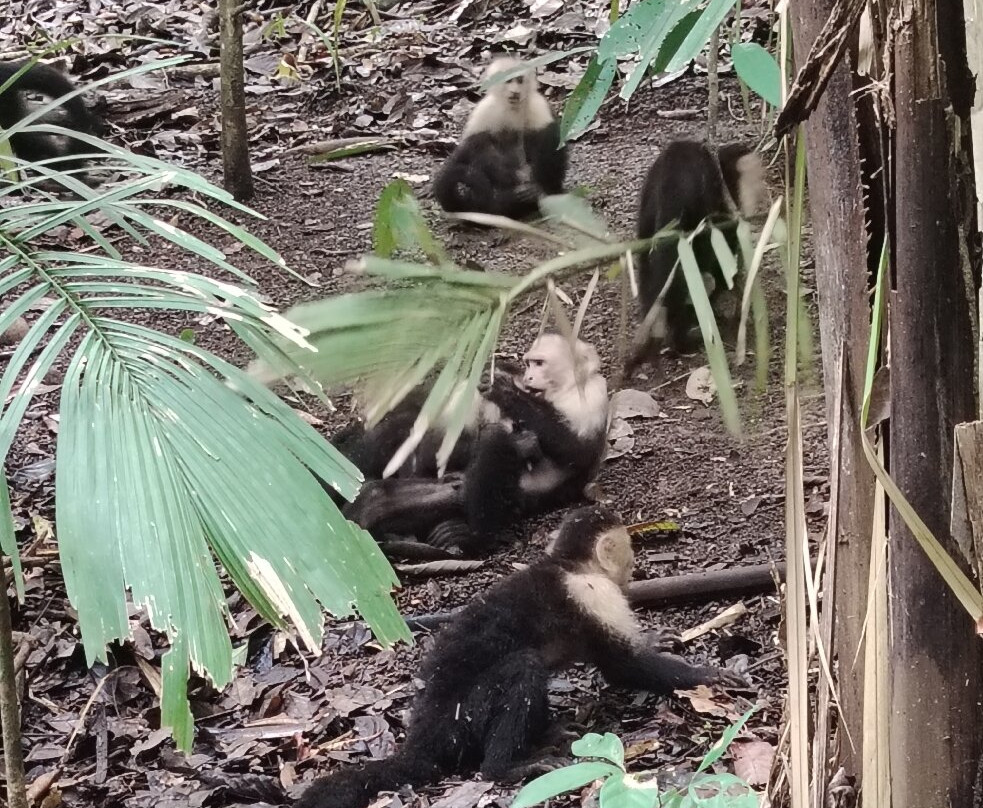Manuel Antonio National Park-哥斯达黎加安东尼奥国家公园必去景点