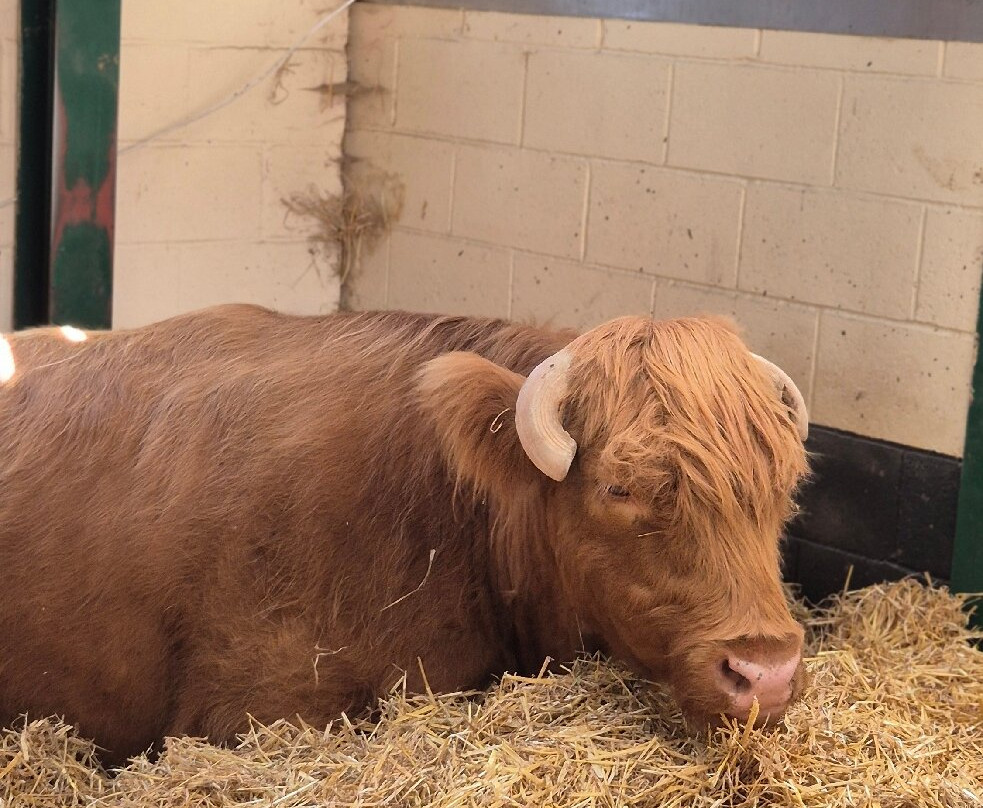 Rare Breeds Centre-Woodchurch必去景点
