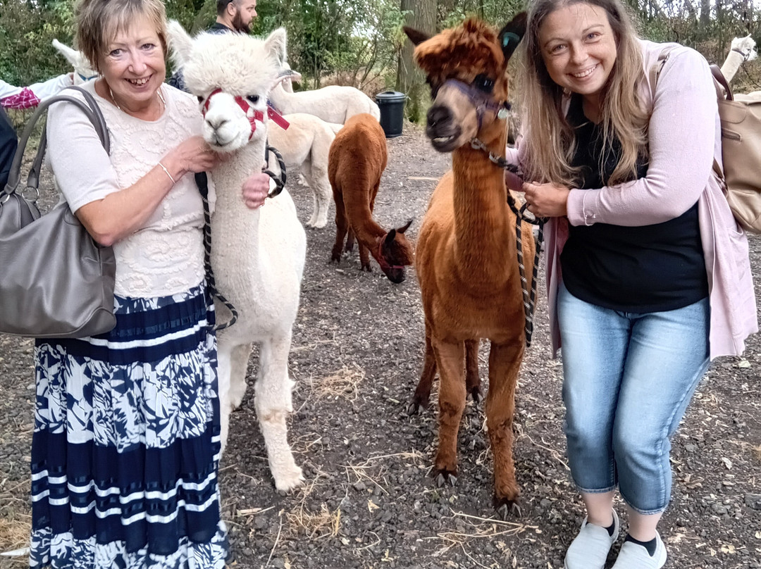 Charnwood Forest Alpacas-Boundary必去景点