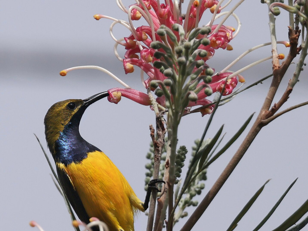 Fine Feather Tours-Mossman必去景点