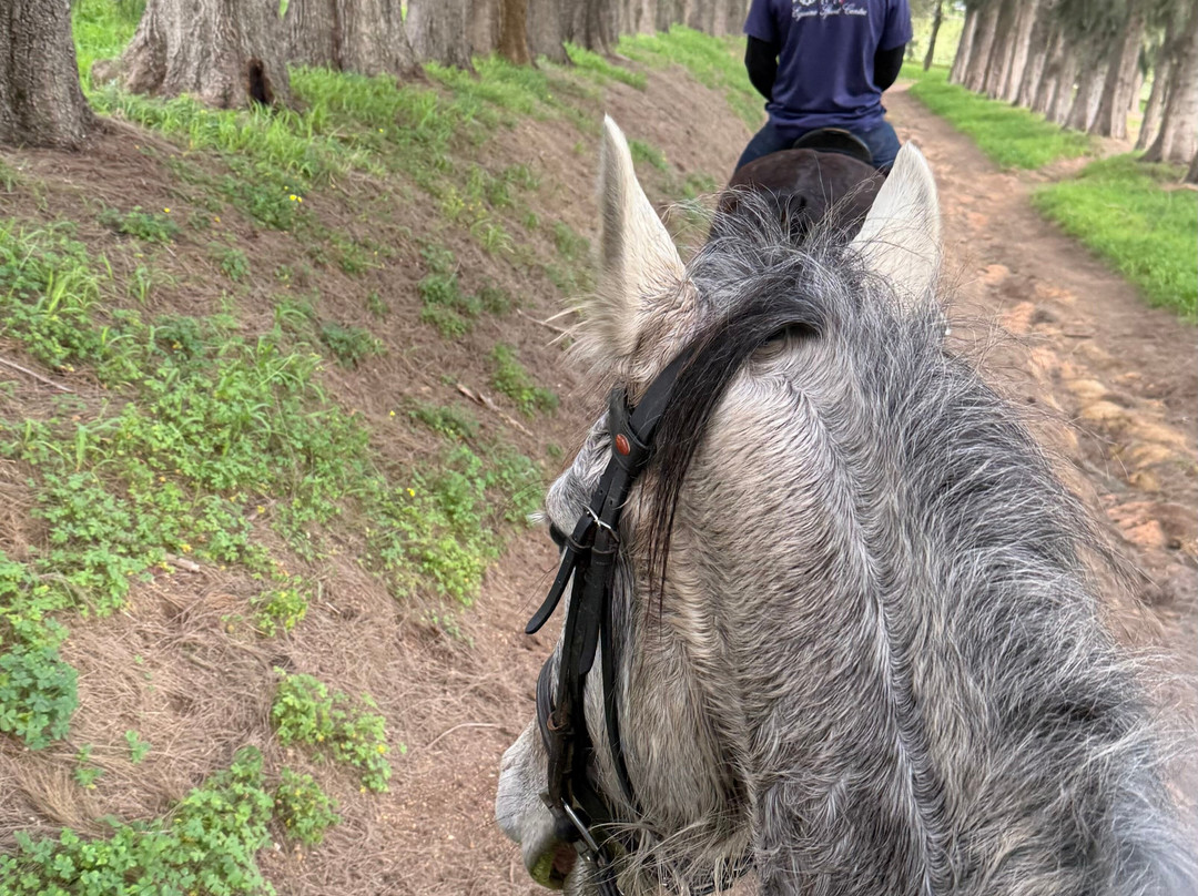 Equine Sport Centre-斯泰伦博斯必去景点