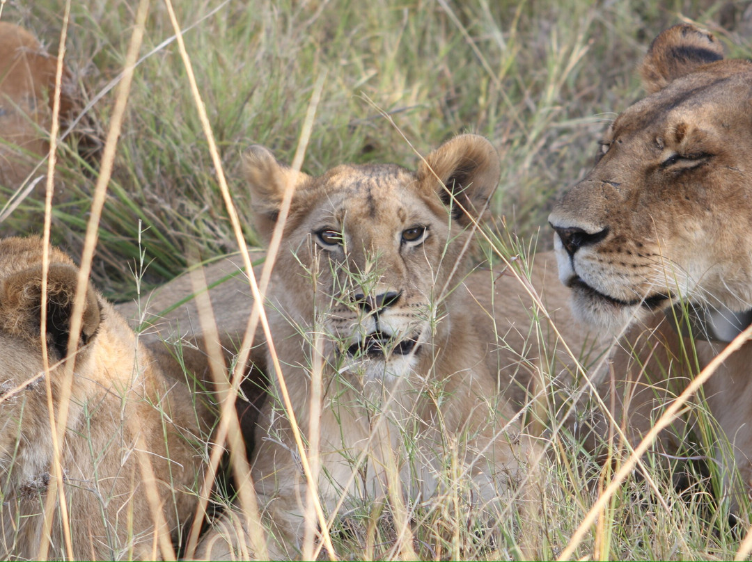 Seremara Safaris-Karen必去景点
