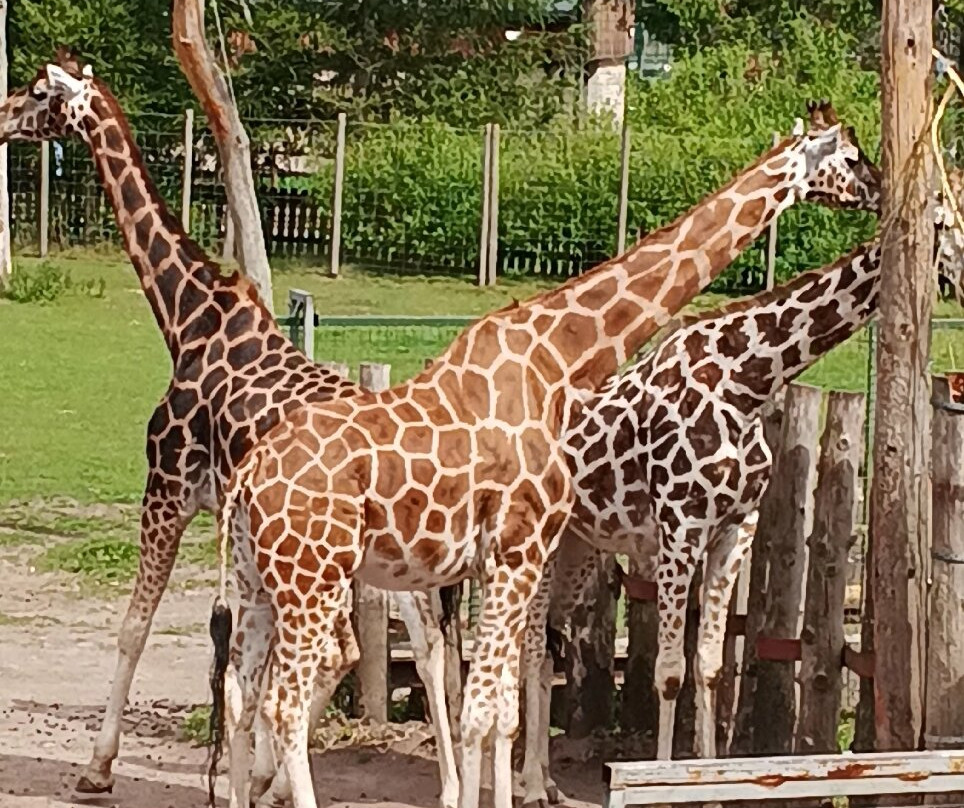 Blair Drummond Safari & Adventure Park-斯特灵必去景点
