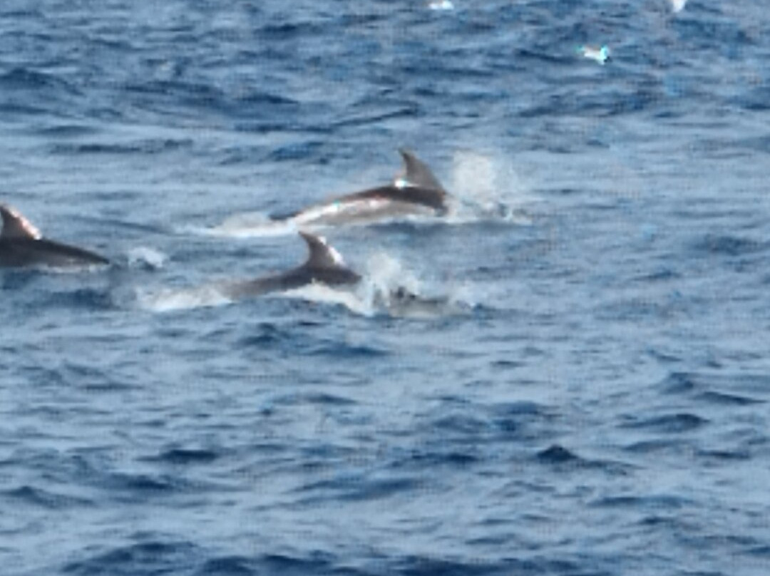 Leucate Evasion Marine-Leucate必去景点