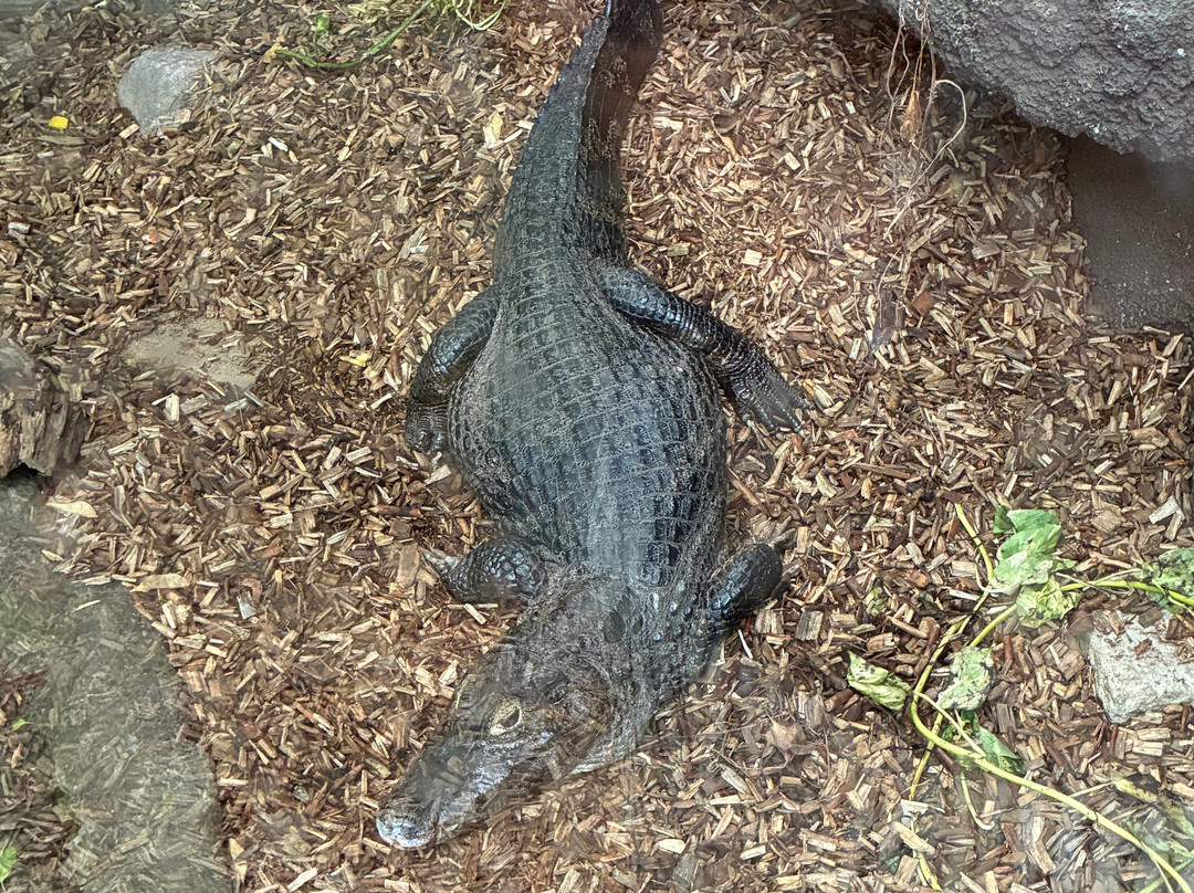 Krokodille Zoo-Eskilstrup必去景点
