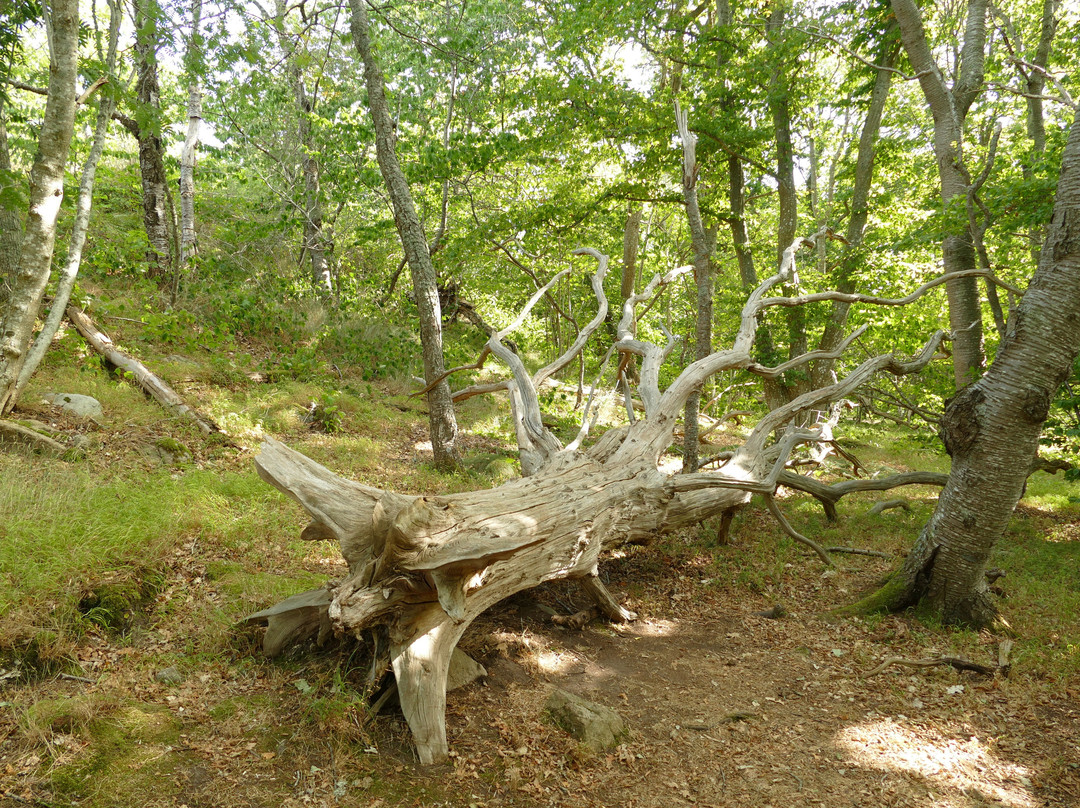 Stenshuvud Nationalpark-Kivik必去景点