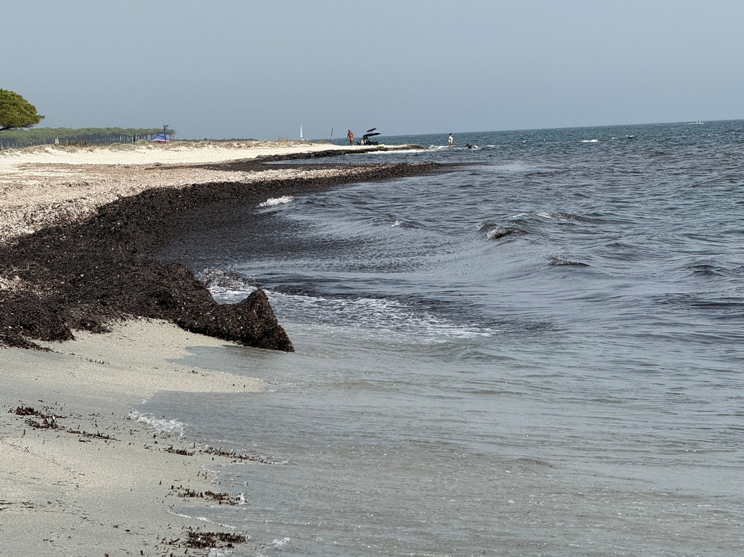 Spiaggia e Pineta Salamaghe