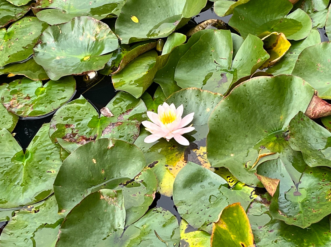 Arboretum Kalmthout-Kalmthout必去景点