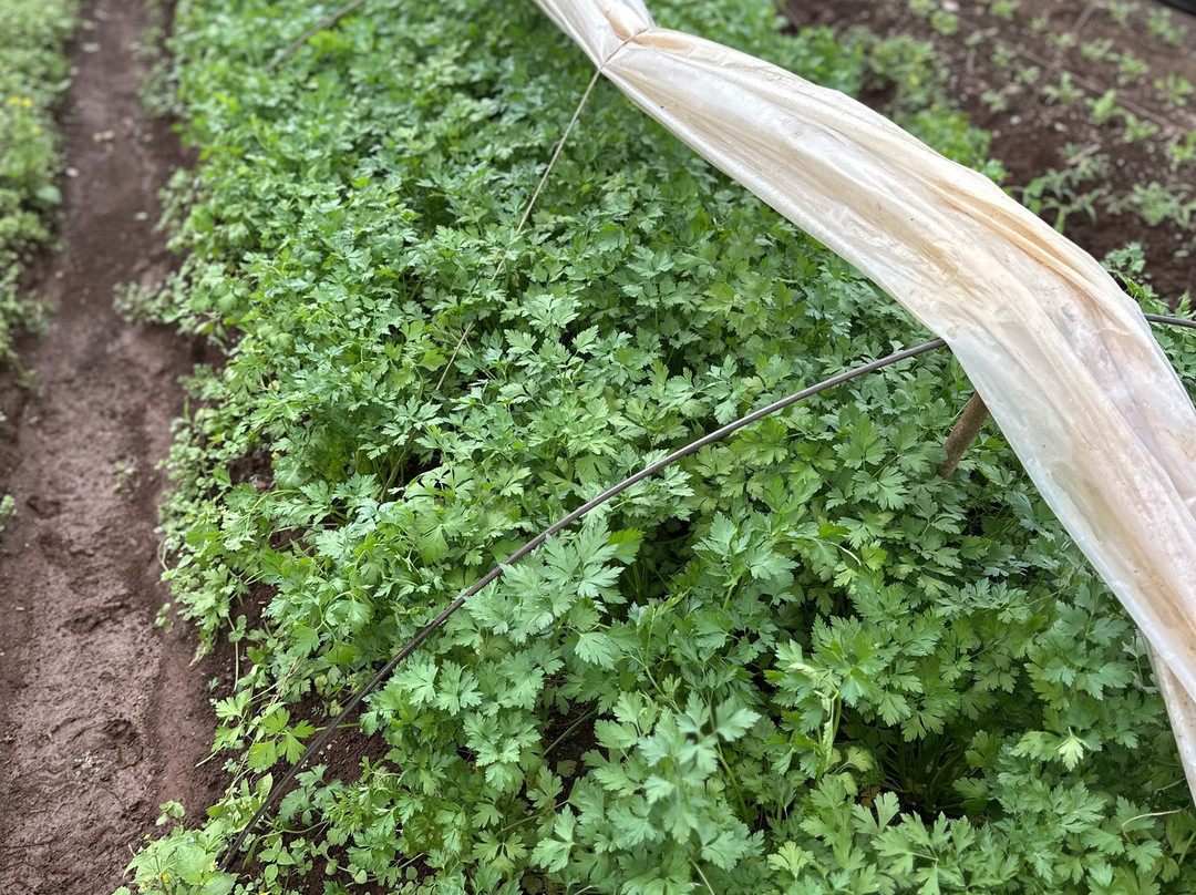 Agroecologia Ferrari-Arroio do Meio必去景点