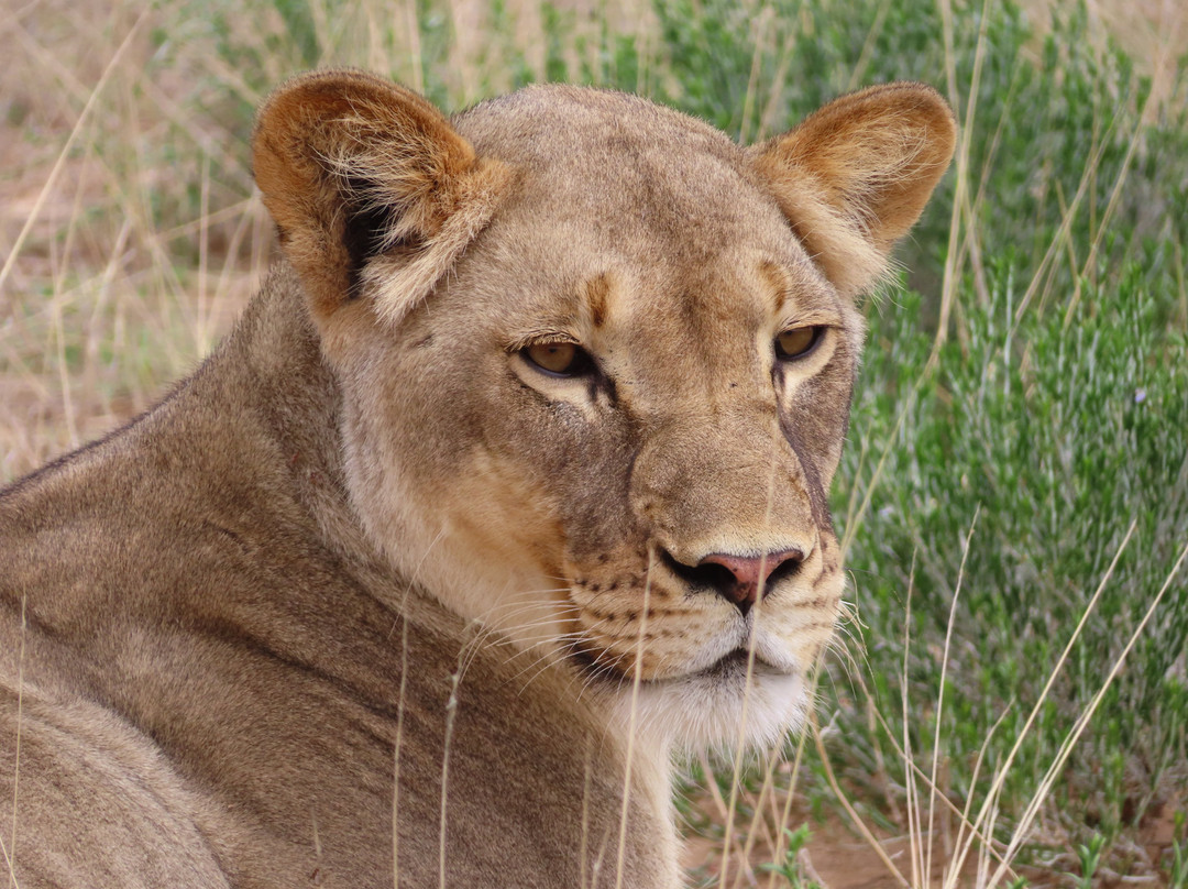 Kalahari Safaris - Desert Explorers-阿平顿必去景点
