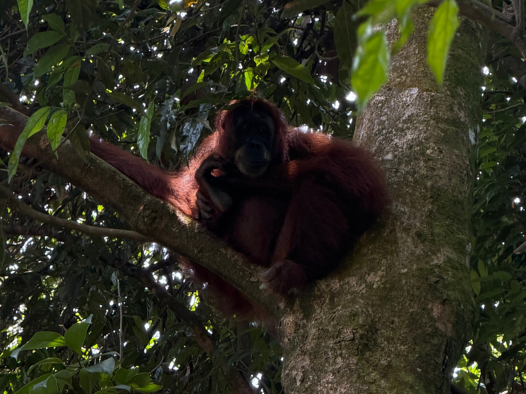 Bukit Lawang Adventure-武吉拉旺必去景点