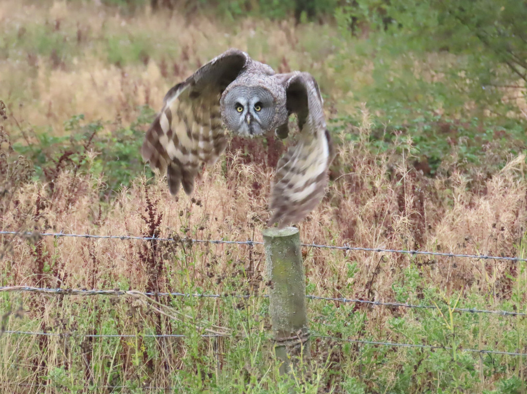 The British Bird of Prey Centre-喀麦登必去景点