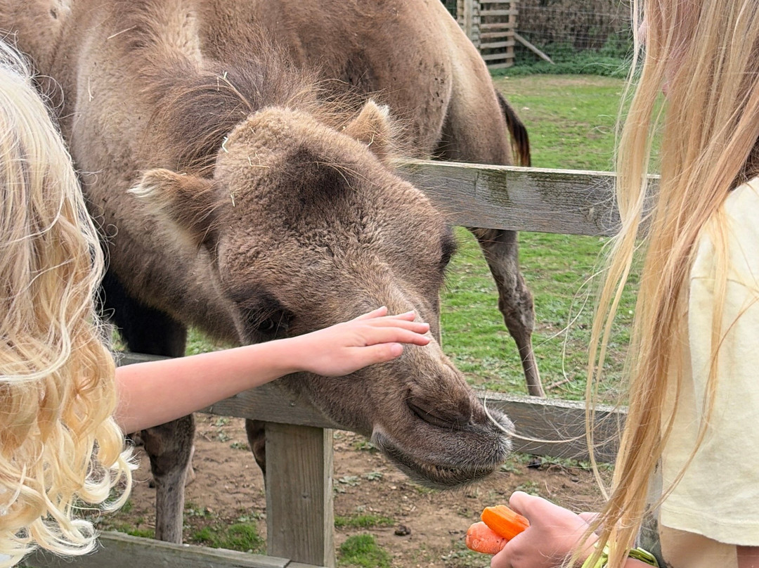 Bridlington Animal Park-布里德灵顿必去景点