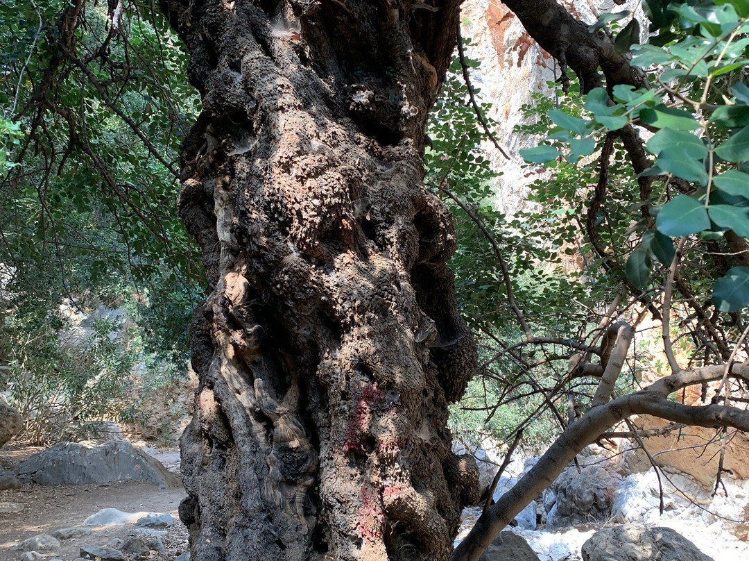 Kritsa Gorge-Kritsa必去景点