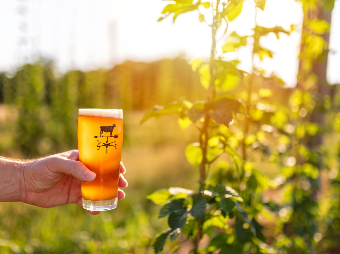 Falling Branch Brewery-Street必去景点