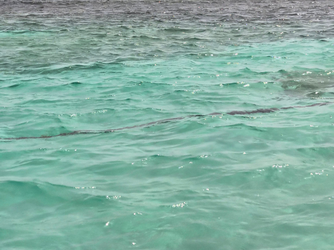 Stingray City-安提瓜必去景点